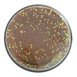 BERKLEY Appâts À Truite-Pâte à Truite Arôme Fish pellet Natural Fish Pellet Glitter